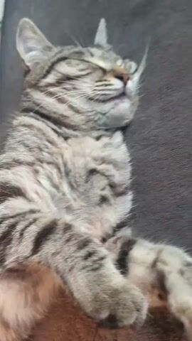 A close-up video captures a tabby cat sleeping on a dark, textured surface, possibly a blanket or sofa. The cat's eyes are closed, and its facial expression suggests it is deeply relaxed, perhaps even dreaming. Its fur is a mix of gray, black, and brown stripes. The camera zooms in and out slightly, and a hand briefly enters the frame to gently pet the cat's belly, eliciting a subtle reaction or twitch. The lighting is soft, indicating it might be indoors during the day or evening. No visible text is present in the video. The overall atmosphere is peaceful and affectionate, showcasing a moment of comfort between a human and their pet.