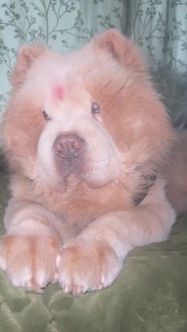 A fluffy, light brown and white dog, possibly a Chow Chow or a similar breed, is resting on a green blanket or bed. The dog has thick, soft fur and a distinctive small red spot on its forehead. It is wearing a black collar.

Initially, the dog is seen lying down with its paws crossed, looking calmly towards the camera with slightly heavy-lidded eyes. The camera then slowly zooms in on the dog's face, focusing on its wet, dark nose and snout. The dog remains still and relaxed throughout the video. The background features a light green, patterned fabric, likely a curtain or wall covering, indicating an indoor setting. The dog appears peaceful and possibly sleepy.