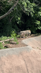Morning wildlife activity observed at Moscow Zoo