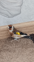 European Goldfinch spotted indoors on carpet in Nizhnevartovsk