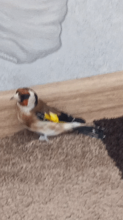 European Goldfinch spotted indoors on carpet in Nizhnevartovsk