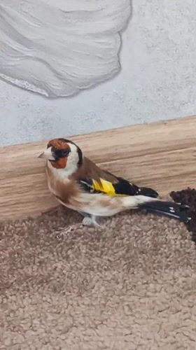 European Goldfinch spotted indoors on carpet in Nizhnevartovsk