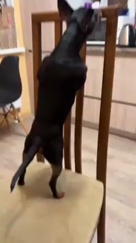 A small, dark dog is standing on a wooden chair in what appears to be a kitchen or dining area. The dog is primarily black, with tan markings on its legs. It stands on its hind legs, paws on the chair's back, appearing to look at something on the counter behind the chair. The dog then sits on the chair, looking at the camera. In the background, there is a window, a black plastic chair, boxes, and kitchen countertops with various items, including a kettle. The room has light-colored walls and flooring.