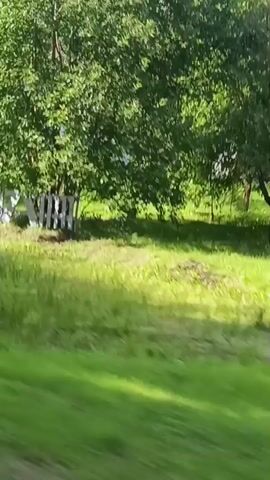 The media file depicts a rural landscape in Belarus, likely during daytime as suggested by the bright sunlight. The scene is characterized by lush greenery, with trees and grass dominating the visual. A white picket fence runs horizontally across the frame, separating a mowed lawn from a more natural, overgrown area. In the background, glimpses of houses and more trees are visible. The movement of the camera suggests a vehicle is in motion, possibly driving past the scene. There are no people or distinct objects clearly identifiable within the frame, beyond the fence and distant structures. The overall impression is one of a peaceful, pastoral setting.