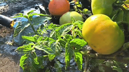 Garden life in Mikhaylovka: plants, water, and insects up close