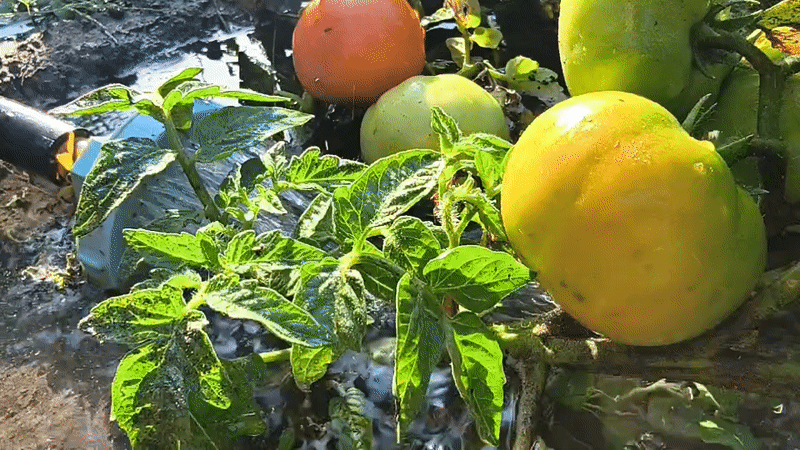 Garden life in Mikhaylovka: plants, water, and insects up close