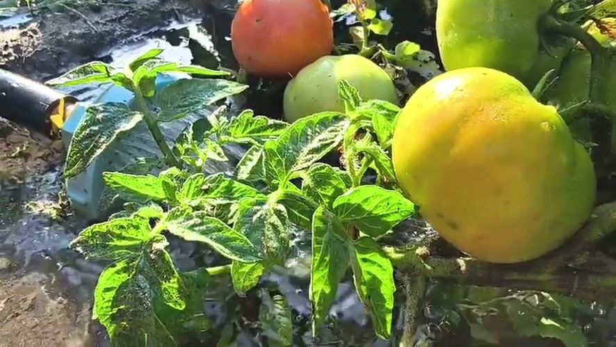 Garden life in Mikhaylovka: plants, water, and insects up close