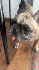 Cats and a French bulldog chilling at home in Almaty