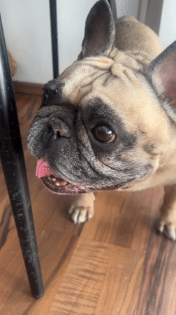 Cats and a French bulldog chilling at home in Almaty