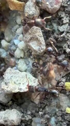 The video shows several ants crawling around on dirt and small rocks. There's a yellow flower on the ground that the ants appear to be interacting with. The ants are dark in color, and the background is a mix of gray dirt and white-ish rocks. The camera is positioned close to the ground, providing a detailed view of the ants and their surroundings.