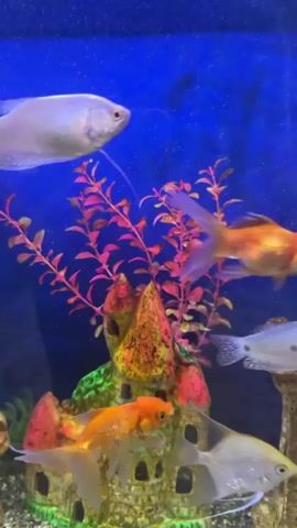 The video shows a freshwater aquarium with blue lighting. In the foreground, a small orange goldfish swims in front of a tan, castle-shaped ornament with red and orange accents. Behind the castle, a cluster of artificial pink seaweed is visible. To the left of the castle, a white fish with orange fins swims near the top of the aquarium. Another white fish with dark speckles swims to the right of the castle. Further in the background, a large white fish swims near the top of the aquarium. The substrate of the aquarium appears to be gravel.