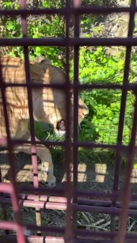 A video shows a big cat with light brown fur, possibly a lioness or a cougar, visible through the bars of a dark red metal cage. The animal is in an enclosure with green plants and some concrete or rock surfaces in the background. The cage has a small opening at the bottom that appears to be part of a feeding area or a door. The camera pans from left to right, partially obscuring the animal with a vertical metal bar of the cage before revealing more of the cage to the right.