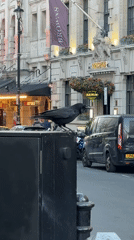 Crow observed perched on utility box in central London