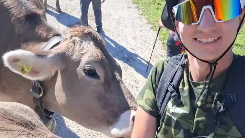 A selfie video begins with a person wearing a camouflage t-shirt and a black backpack, smiling at the camera. Two cows are in the foreground, their heads close to the camera. The cow on the left has an ear tag. The video then rotates, showing a landscape with mountains and trees in the background. The person is wearing sunglasses with rainbow-colored lenses. Other people and cows can be seen in the background. The person is holding the camera out to record the scene.