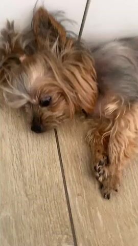 A close-up shot shows a small Yorkshire Terrier dog lying on a light-colored wooden floor. The dog's head is resting on the floor, and its eyes are partially closed, giving it a sleepy appearance. Its fur is a mix of tan and grey. The dog has two small pink bows in its hair on top of its head. The floor tiles are visible, with a faint grout line running vertically through the center of the frame. The lighting appears to be natural, coming from the side. The dog's paws are visible in the lower right corner of the frame. The dog is the sole subject in the video.