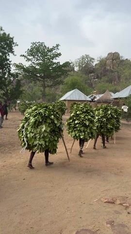 The video shows a line of people dressed in leaf costumes moving across a dirt ground in what appears to be a village setting. The costumes consist of a large bundle of green leaves covering the majority of the person's body. Some of the people are using sticks as walking aids. In the background, there are simple houses with metal roofs and thatched roofs. Some people are watching the procession. Trees dot the landscape. In the distance, a rocky hill or mountain can be seen. The sky is overcast.
