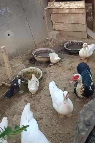 A group of ducks are gathered in an outdoor enclosure. The enclosure appears to be dirt or sand with some scattered debris and a few shallow water bowls. One duck is white with red markings on its face, and it is standing near the center of the frame. Another duck is predominantly white with some black markings on its wings and tail, and it is pecking at food in a bowl. Several other ducks of various colors, including white, black, and white and black patterned, are also visible, some drinking water and others standing around. A few of the ducks are partially obscured by foliage in the foreground. The background consists of a rough concrete wall on the left and wooden structures on the right.