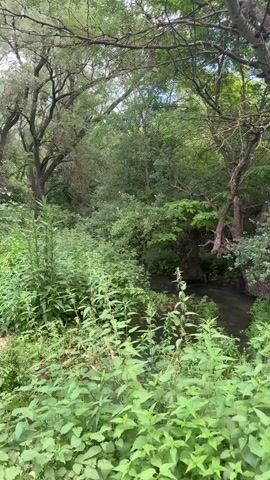 The video shows a tranquil forest scene with a narrow stream flowing through it. Dense green foliage and tall trees dominate the landscape. The camera pans slightly to the right, offering a view of the stream and the surrounding vegetation. Sunlight filters through the leaves, creating dappled patterns on the ground. The overall atmosphere is peaceful and natural.