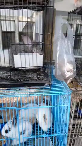A close-up, low-angle, handheld video shows three rabbits inside a black metal cage. One rabbit, mostly white with some grey markings, is on the left. Two grey rabbits are on the right. One of the grey rabbits is facing the camera, with its head and ears visible through the bars. A white plastic food dish is in the center of the cage. The background appears to be an outdoor setting with a building that has horizontal wooden siding visible. The cage floor is littered with food scraps.