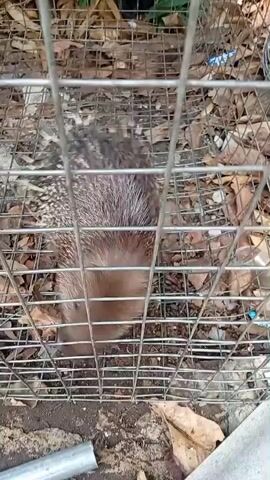 A porcupine is visible inside a metal cage. The cage appears to be on the ground, surrounded by dry leaves and dirt. The porcupine has brown quills and is moving within the cage. The lighting suggests it is daytime.