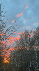 Sunset viewed through tree branches captured at unknown location