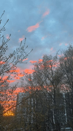 Sunset viewed through tree branches captured at unknown location