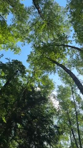 This video shows a low-angle shot looking up through a canopy of tall trees, with a bright blue sky visible between the leaves. The trees appear to be deciduous, with lush green foliage. Sunlight filters through the leaves, creating a dappled effect. The camera angle and slow panning motion give a sense of looking up at the sky from within a forest. There are no people or other objects visible in the frame.