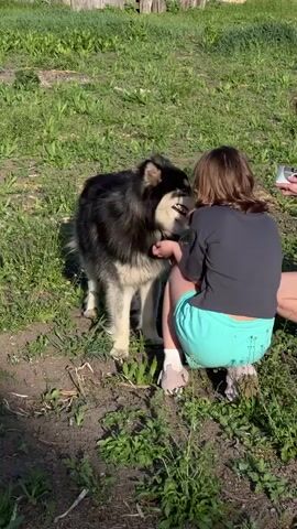 In a sunlit outdoor setting, a young person with brown hair crouches on a grassy area and interacts with a black, white, and gray husky dog. The dog stands close to the person, looking at them. The person wears a gray t-shirt and turquoise shorts with white socks and sneakers. The grassy area includes patches of bare soil and various small plants. In the background, another person can be seen holding a camera or phone. A wooden fence is partially visible in the distance.