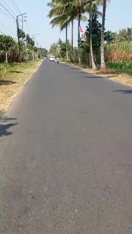 The video shows a paved road with vegetation on both sides. Tall palm trees are visible, along with what appears to be sugar cane or a similar tall grassy plant. There are also smaller trees and bushes. Overhead power lines run along the left side of the road. The sky is clear and blue, indicating a sunny day. Two motorcycles and a white van are seen traveling on the road. One motorcycle is in the foreground, and another is further down the road. The white van is also further down the road. The scene appears to be a rural or semi-rural area.