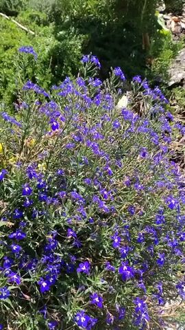 The video shows a close-up shot of a blooming bush with small purple flowers. A white butterfly is visible in the upper right portion of the frame, perched on a leaf or flower. The bush is dense and appears to be outdoors, with greenery and possibly some soil visible in the background. The lighting suggests it is daytime.