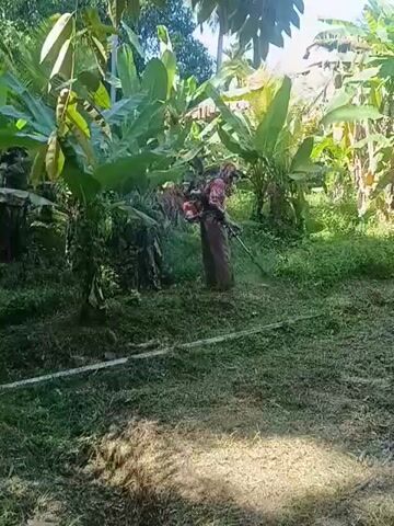 The video depicts an individual operating a gas-powered brush cutter in a lush, green outdoor environment in Sumbokrayek, Indonesia. The person is dressed in a long-sleeved patterned top, dark trousers or skirt, and a head covering, and is utilizing a backpack-style harness to support the brush cutter. They are actively engaged in clearing tall grass and weeds, systematically moving the cutting head across the ground.

The setting is characterized by abundant tropical vegetation, most notably numerous banana trees with large green leaves, indicative of a tropical or subtropical climate. The ground is covered in dense grass, with visible areas of recently cut vegetation, showing the progress of the clearing work. A section of what appears to be a cut hose or pipe is visible on the ground in the foreground.

The scene is brightly lit by natural sunlight, suggesting it is daytime, likely morning or afternoon, under clear weather conditions. The individual appears focused on the task at hand. There is no visible text within the video.