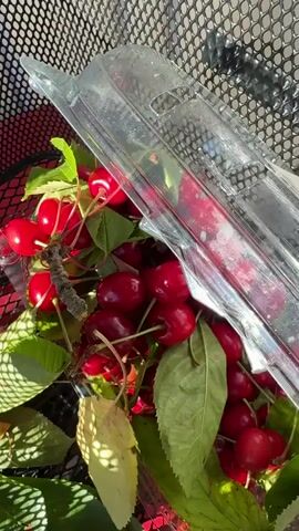 A clear plastic container filled with ripe, red cherries and green leaves is nestled within a black wire mesh basket. The container is partially open, revealing the abundance of cherries inside. Sunlight filters through the mesh and leaves, casting dappled shadows. The scene appears to be outdoors, given the natural light and the presence of leaves. The overall impression is one of freshness and a bountiful harvest. No people are visible in the frame. The setting is likely a natural environment or a place where fresh produce is being transported or displayed, given the basket. There is a white label visible on the plastic container, but the text is not legible. The time of day appears to be daytime, with bright sunlight.