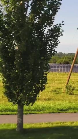 A drone shot flies over a large solar panel array in a grassy field under a clear blue sky. A few trees are scattered throughout the field, and a road runs along the bottom of the frame. The solar panels are arranged in neat rows and appear to be in good condition. The grass is green and healthy, and the trees are lush with leaves. The overall impression is one of a peaceful and environmentally conscious landscape.