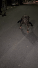 Erratic nighttime street behavior witnessed in Goritsa, Bulgaria