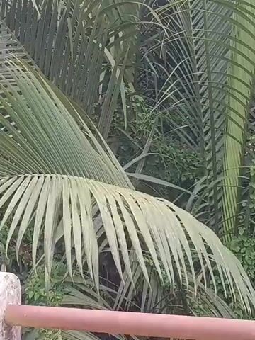 The video shows a close-up view of palm fronds. The fronds are green and appear to be wet, with water droplets visible on some of them. The background is out of focus, but it appears to be a dense collection of vegetation. There is a reddish-brown railing in the foreground. The lighting suggests it is daytime, possibly overcast or shaded. The camera is stationary.