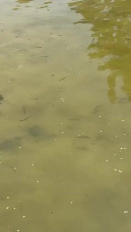 This video shows a shallow, murky body of water, likely a pond or slow-moving stream. The water is greenish-brown and cloudy, with visible sediment and debris on the bottom. Several small fish, appearing to be minnows or fry, can be seen swimming near the surface and closer to the bottom. They are dark in color and move in schools or individually. The surface of the water shows ripples, suggesting a slight breeze or movement from the fish. Sunlight reflects off the water's surface, casting dappled patterns and illuminating the underwater scene. The overall impression is of a natural, aquatic environment teeming with small aquatic life.