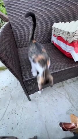 A calico kitten with a long tail arches its back and stretches its body downward while standing on the edge of a brown wicker chair. The kitten's head is lowered and facing towards the ground. In the background, on the chair, there is a red and white plastic bag with white egg cartons stacked on top of it. The ground is a light-colored, textured surface with some visible dirt or debris.
