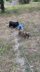Puppies play outdoors in grassy area in Dnipro
