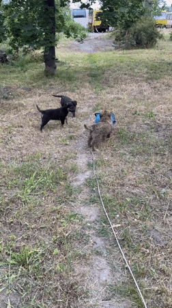 Puppies play outdoors in grassy area in Dnipro