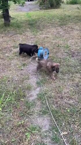 Puppies play outdoors in grassy area in Dnipro