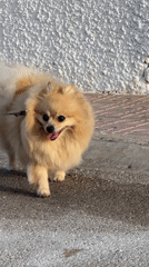 Evening stroll through Torrevieja's streets, gardens, and curiosities