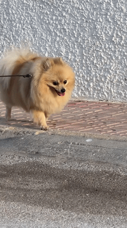 Evening stroll through Torrevieja's streets, gardens, and curiosities