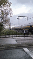 Protective goose guards goslings near Alkmaar train crossing