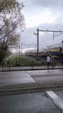 Protective goose guards goslings near Alkmaar train crossing