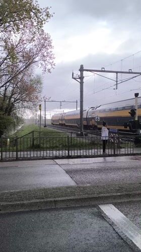 Protective goose guards goslings near Alkmaar train crossing