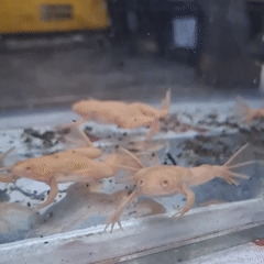 Axolotls, frogs, and tadpoles for sale at a Villa Domínico street market
