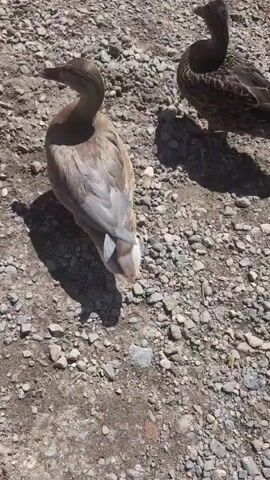 The video shows a top-down view of several ducks on a gravelly surface. The duck in the foreground is a lighter brown color with some grey and white on its wings. It is looking down towards the ground and appears to be eating or pecking at something. Its feet are orange. Behind it, to the right, is a darker, mottled brown duck. Further back, on the far right, part of another duck is visible. The sun is casting distinct shadows from the ducks onto the ground. The overall environment appears to be outdoors, possibly near water given the presence of ducks.