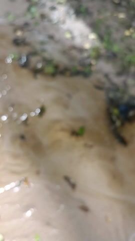 This media file depicts a shallow, flowing body of water, likely a stream or brook, with a sandy bottom. The camera is positioned close to the water's surface, creating a blurred perspective with visible bokeh effects from light reflections. Scattered leaves and small green aquatic plants are present in and around the water. The surrounding environment suggests a natural setting, possibly a forest or wooded area, with glimpses of greenery and tree trunks visible in the background, particularly in the last frame. The sunlight filtering through the trees creates bright, shimmering highlights on the water's surface. The overall impression is one of a tranquil, natural scene. There is no visible text. The time of day appears to be daytime, given the presence of sunlight and the reflections. The weather seems clear or partly cloudy. The location cues of trees and flowing water are consistent with a natural outdoor setting in Belarus. There are no people or distinct objects identifiable due to the blurriness, and no specific activity or event is clearly taking place beyond the natural flow of water.