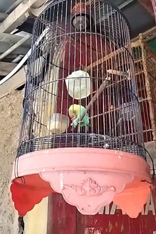 A green and yellow bird is perched inside a black metal birdcage with a pink decorative base. The cage contains two food or water dishes and a wooden perch. The bird is looking to its left. In the background, another birdcage is visible, as is a wall with some red signage. The lighting suggests an indoor setting during the daytime.
