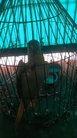 The video shows a single parrot in a cage. The parrot is light green with a yellow tail and sits on a perch in the middle of the cage. A metal cage with a peaked top surrounds the parrot. The background is an opaque turquoise color, possibly a tarp or covering. The video focuses solely on the parrot within the cage, showing its movement and actions.